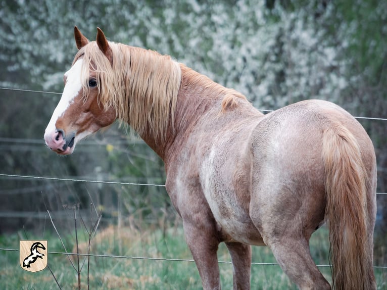 Berber Gelding 5 years 15 hh Sabino in Goe