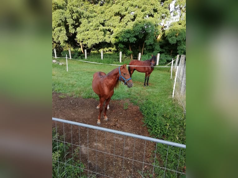 Berber Mix Gelding 7 years 12.3 hh Chestnut-Red in Ketzin