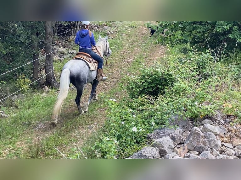 Berber Mix Gelding 7 years 14,3 hh Gray-Dapple in Zerf