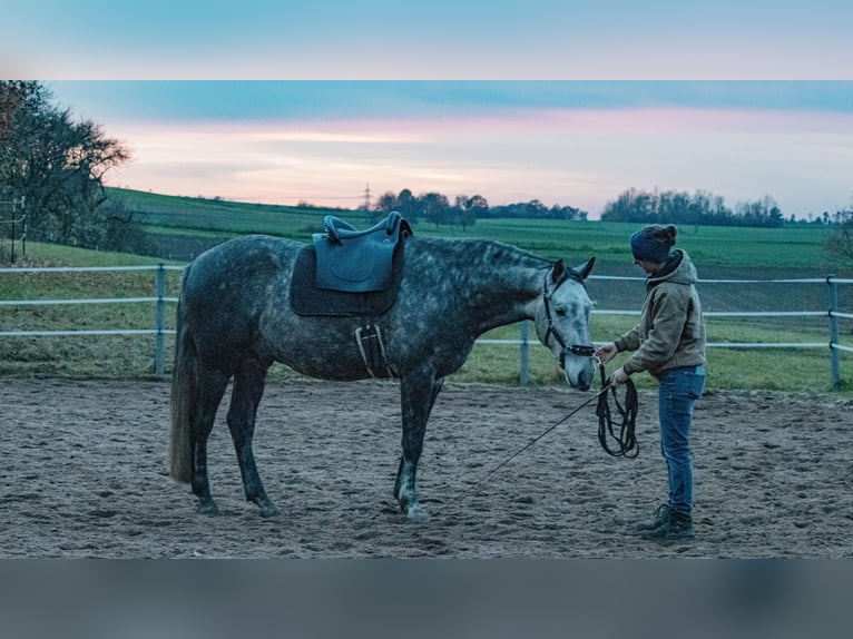 Berber Gelding 7 years 15,2 hh Grey-Dark-Tan in Altendorf
