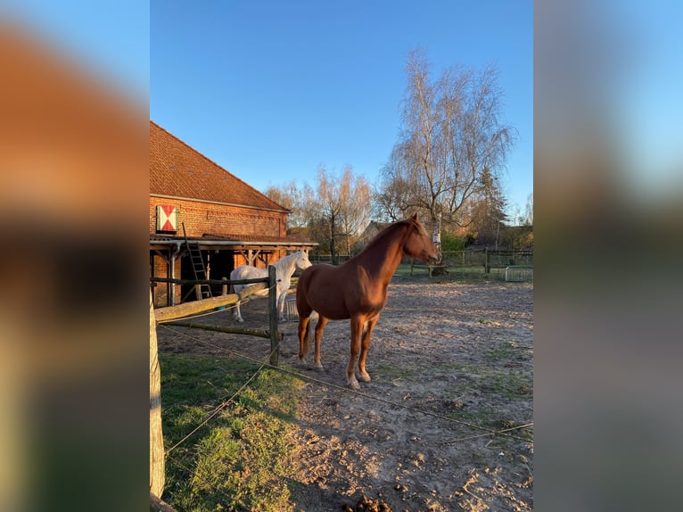 Berber Gelding 8 years 15,2 hh Chestnut-Red in Lindenberg