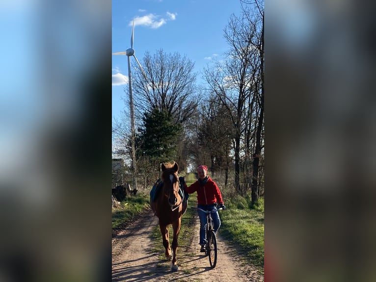 Berber Gelding 8 years 15,2 hh Chestnut-Red in Lindenberg