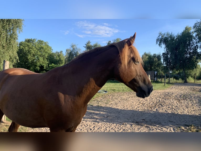 Berber Gelding 8 years 15,2 hh Chestnut-Red in Lindenberg