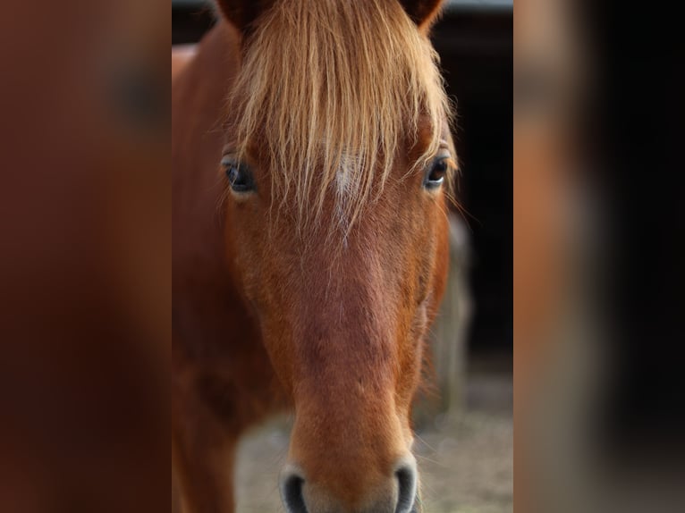 Berber Gelding 8 years 15,2 hh Chestnut-Red in Lindenberg