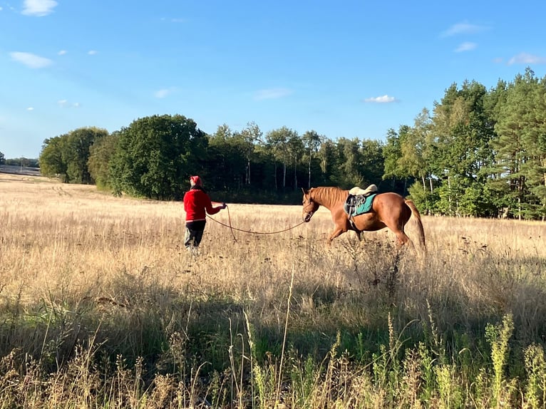 Berber Gelding 8 years 15,2 hh Chestnut-Red in Lindenberg