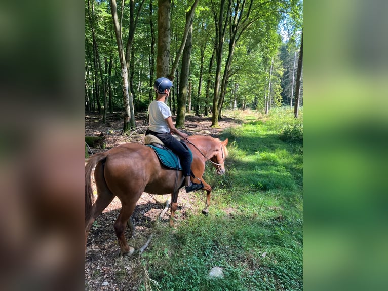 Berber Gelding 8 years 15,2 hh Chestnut-Red in Lindenberg