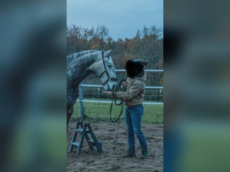 Berber Gelding 8 years 15,2 hh Grey-Dark-Tan in Altendorf