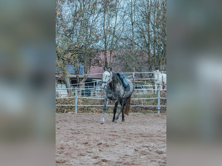 Berber Gelding 8 years 15,2 hh Grey-Dark-Tan in Altendorf