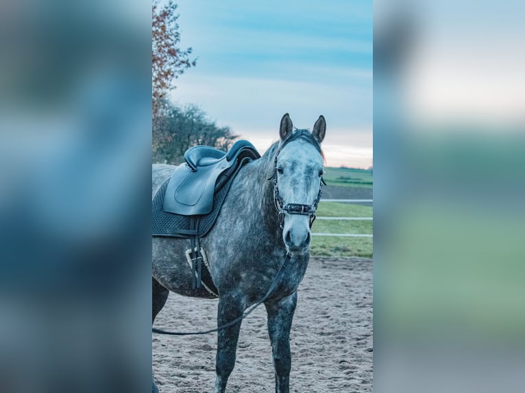 Berber Gelding 8 years 15,2 hh Grey-Dark-Tan in Altendorf