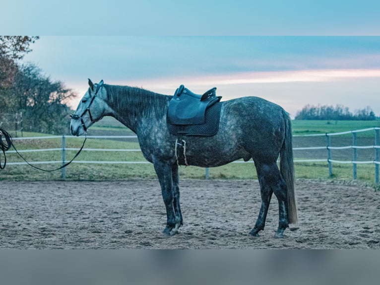 Berber Gelding 8 years 15,2 hh Grey-Dark-Tan in Altendorf