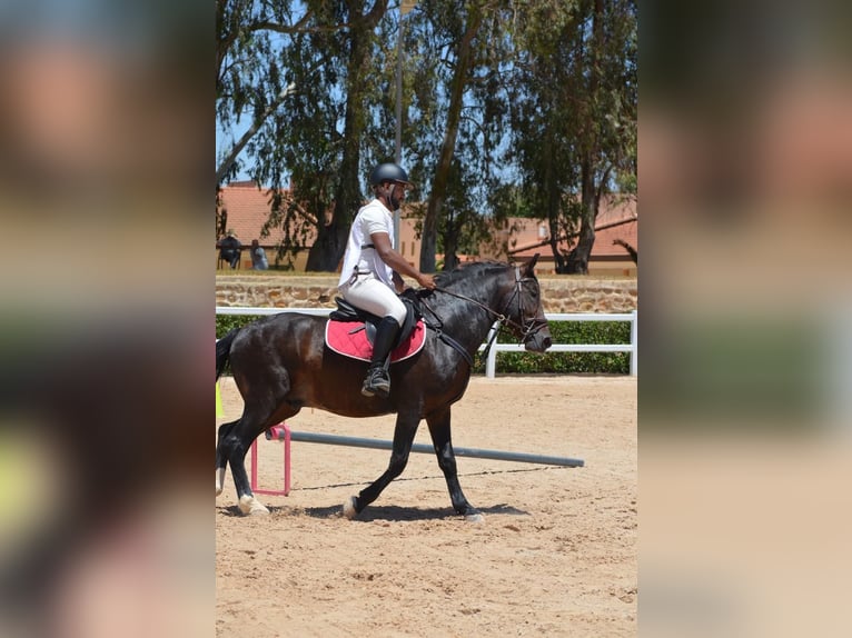 Berber Hengst 11 Jaar 146 cm Bruin in Rabat