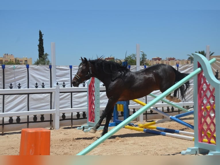 Berber Hengst 11 Jaar 146 cm Bruin in Rabat