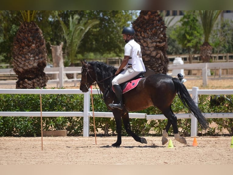 Berber Hengst 11 Jaar 146 cm Bruin in Rabat