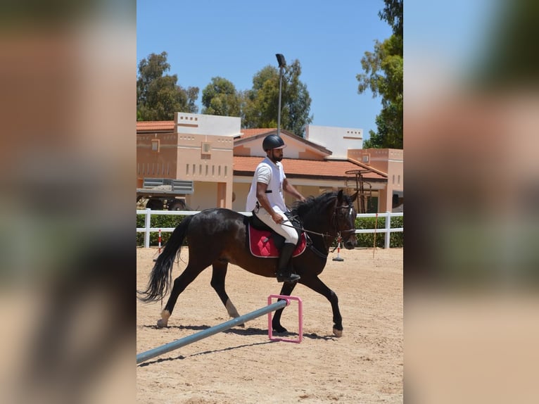 Berber Hengst 11 Jahre 146 cm Brauner in Rabat