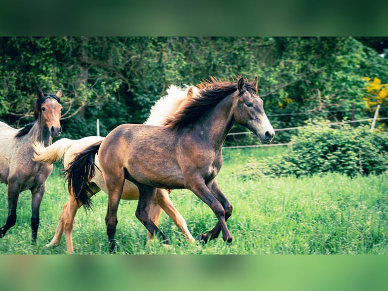 Berber Hengst 1 Jaar 154 cm kan schimmel zijn in Langerwehe