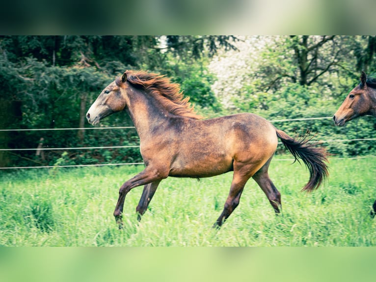 Berber Hengst 1 Jaar 154 cm kan schimmel zijn in Langerwehe