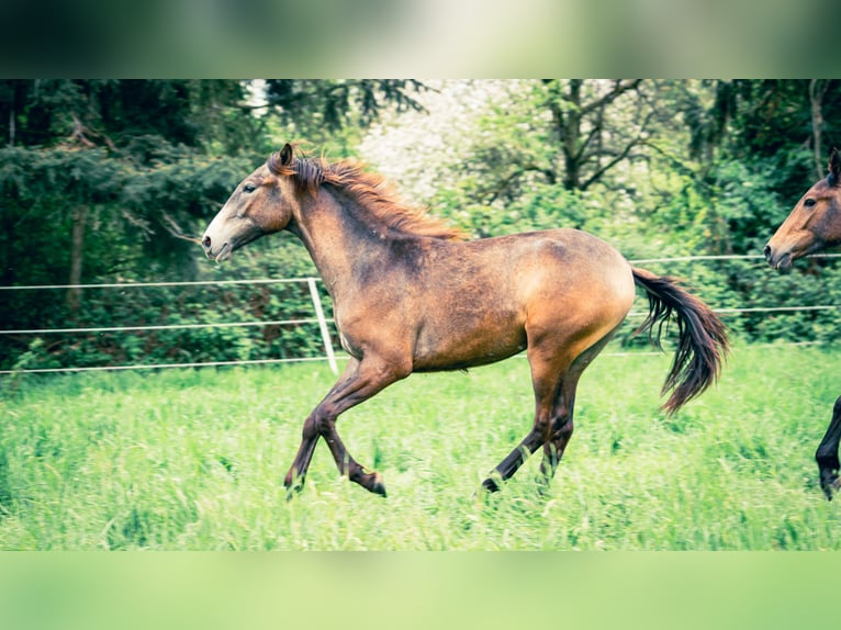 Berber Hengst 1 Jaar 154 cm kan schimmel zijn in Langerwehe