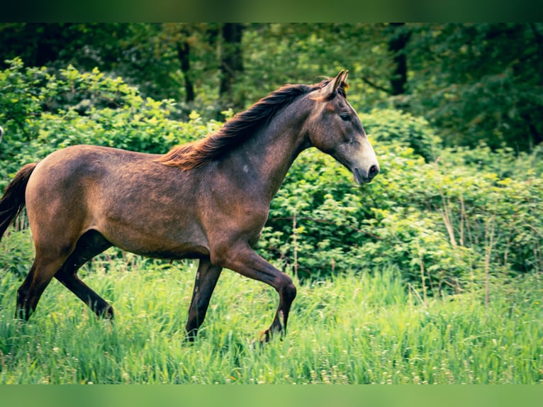 Berber Hengst 1 Jaar 154 cm kan schimmel zijn in Langerwehe