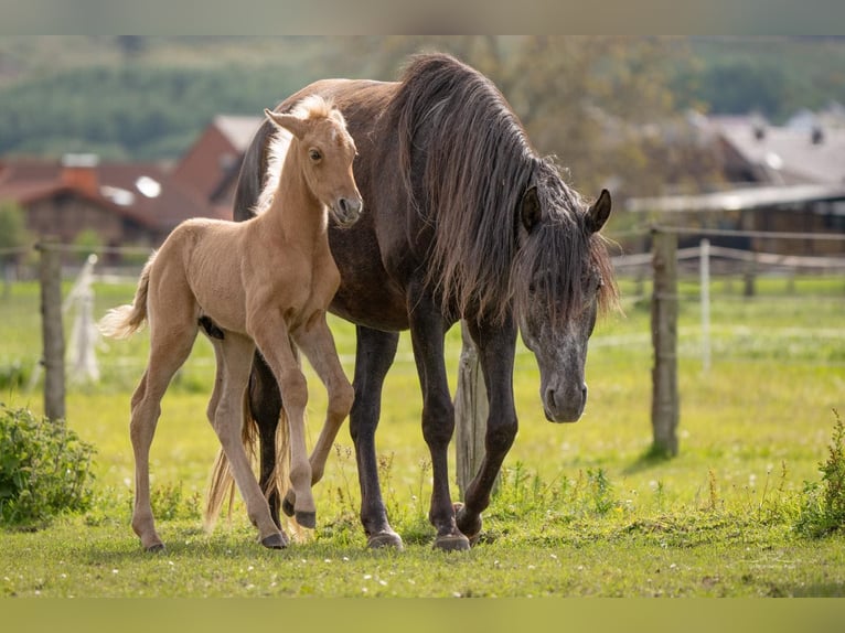 Berber Hengst 1 Jaar 154 cm Palomino in Langerwehe