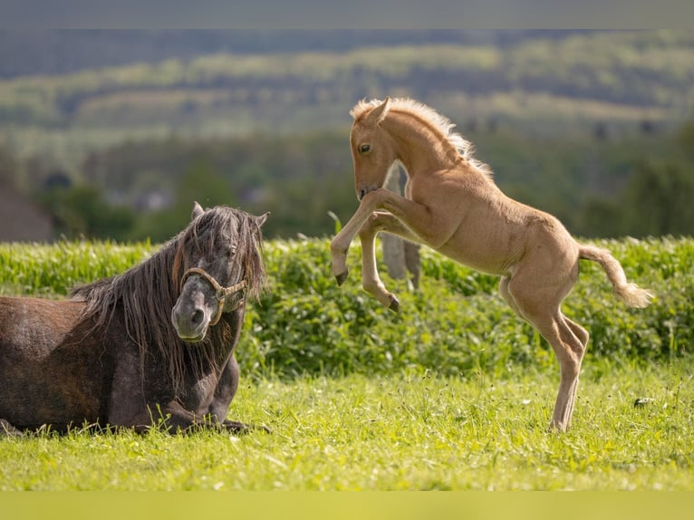 Berber Hengst 1 Jaar 154 cm Palomino in Langerwehe