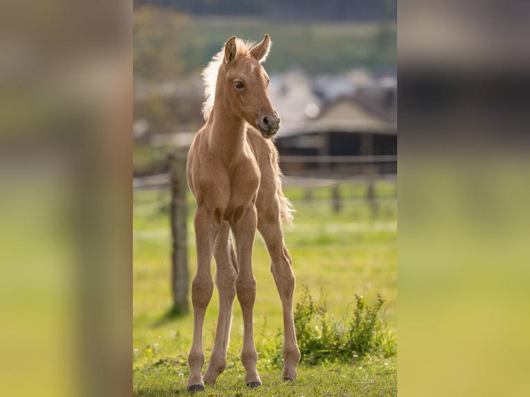 Berber Hengst 1 Jaar 154 cm Palomino in Langerwehe