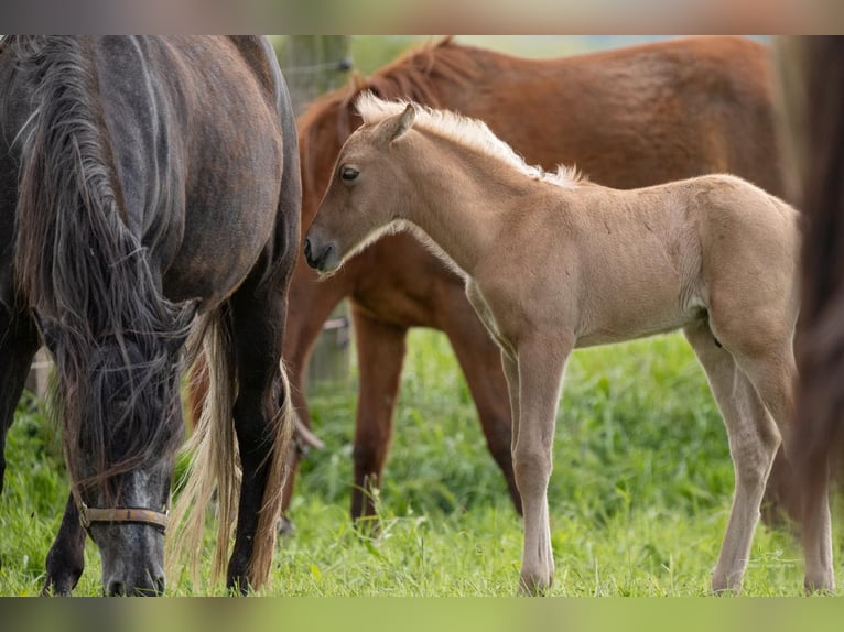 Berber Hengst 1 Jaar 154 cm Palomino in Langerwehe