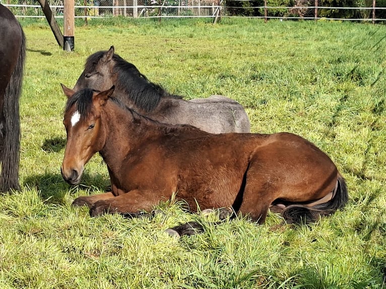Berber Hengst 1 Jaar 155 cm Bruin in Zülpich-Schwerfen
