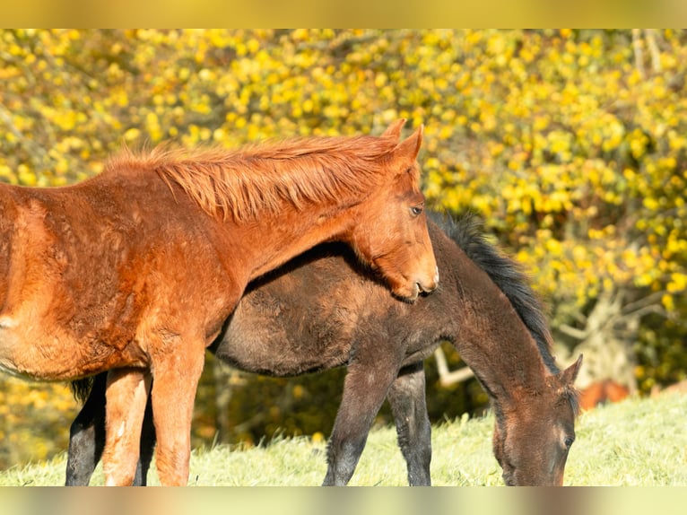 Berber Hengst 1 Jaar 155 cm Vos in Goé