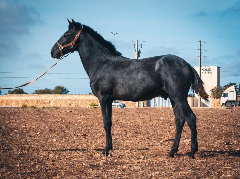 Berber Hengst 1 Jaar 159 cm Blauwschimmel in Casablanca