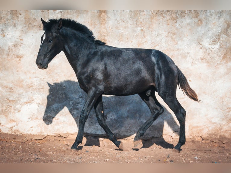 Berber Hengst 1 Jaar 159 cm Blauwschimmel in Casablanca