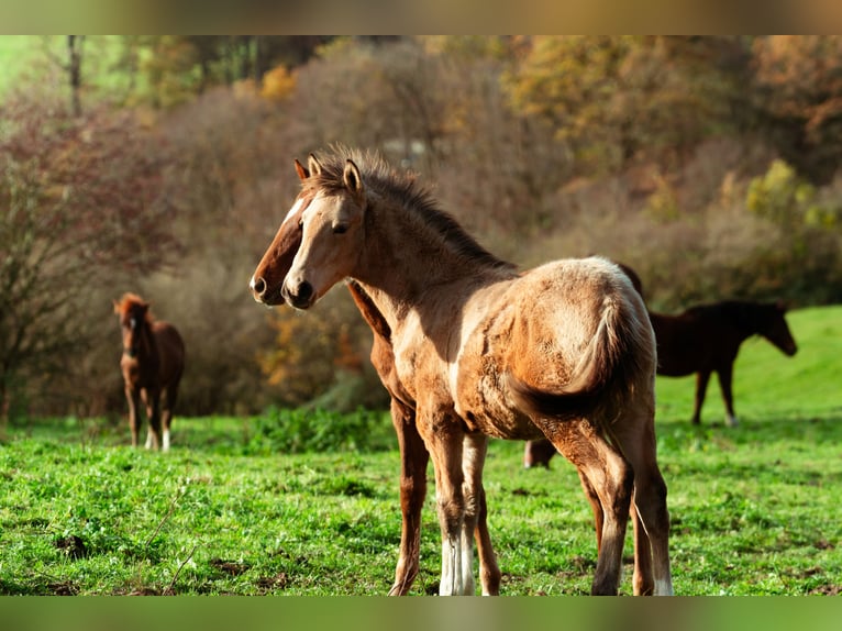 Berber Hengst 1 Jaar 159 cm Buckskin in LangerweheLangerwehe