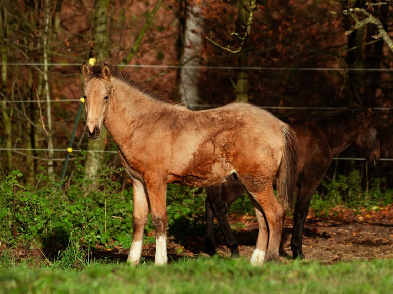 Berber Hengst 1 Jaar 159 cm Buckskin in LangerweheLangerwehe