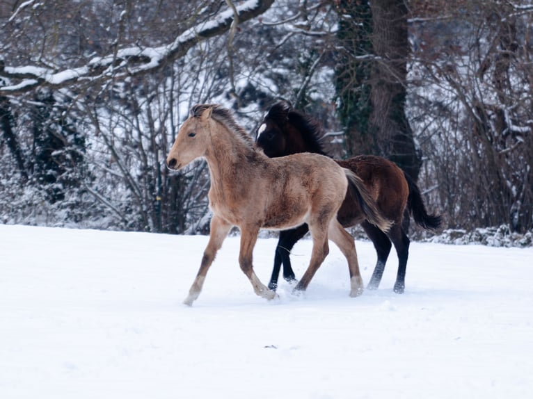 Berber Hengst 1 Jaar 159 cm Buckskin in LangerweheLangerwehe