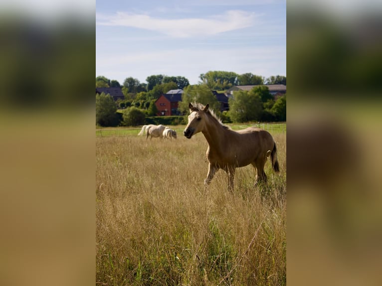 Berber Hengst 1 Jaar Buckskin in Aachen