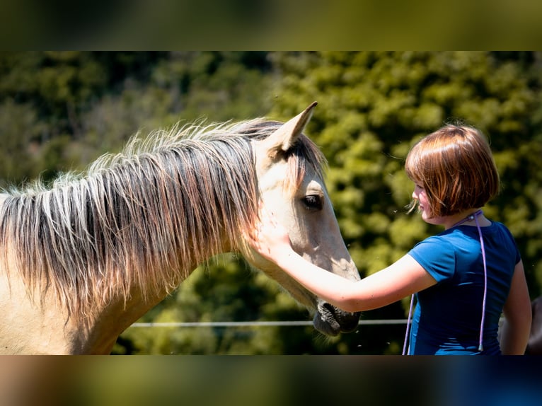 Berber Hengst 1 Jahr 137 cm Buckskin in goe
