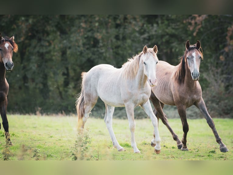 Berber Hengst 1 Jahr 154 cm Kann Schimmel werden in Langerwehe