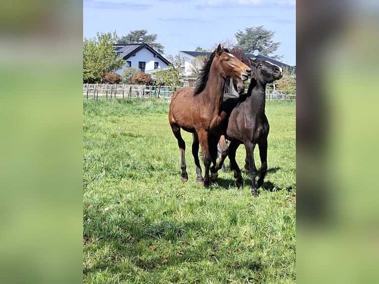 Berber Hengst 1 Jahr 155 cm Brauner in Zülpich-Schwerfen