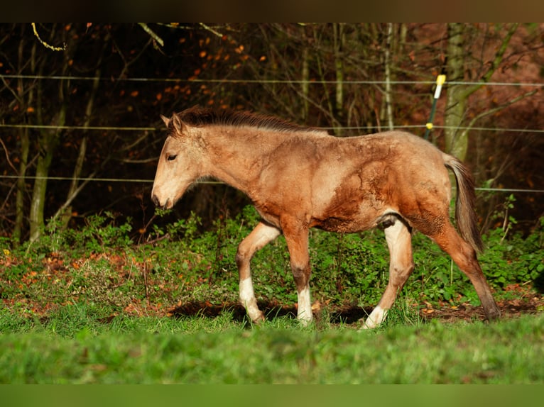 Berber Hengst 1 Jahr 159 cm Buckskin in LangerweheLangerwehe