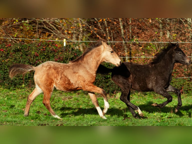 Berber Hengst 1 Jahr 159 cm Buckskin in LangerweheLangerwehe