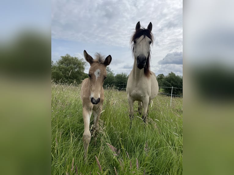 Berber Hengst 1 Jahr Buckskin in Aachen