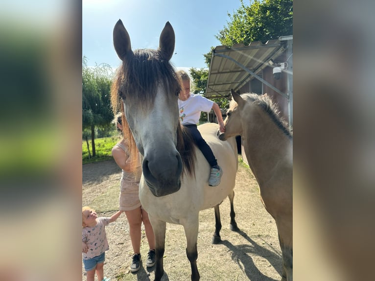 Berber Hengst 1 Jahr Buckskin in Aachen
