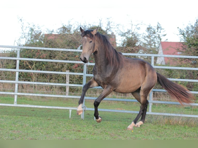 Berber Hengst 2 Jaar 152 cm Falbe in Savigny le Sec