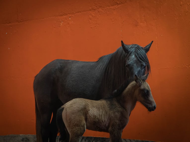 Berber Hengst 2 Jaar 154 cm kan schimmel zijn in Langerwehe