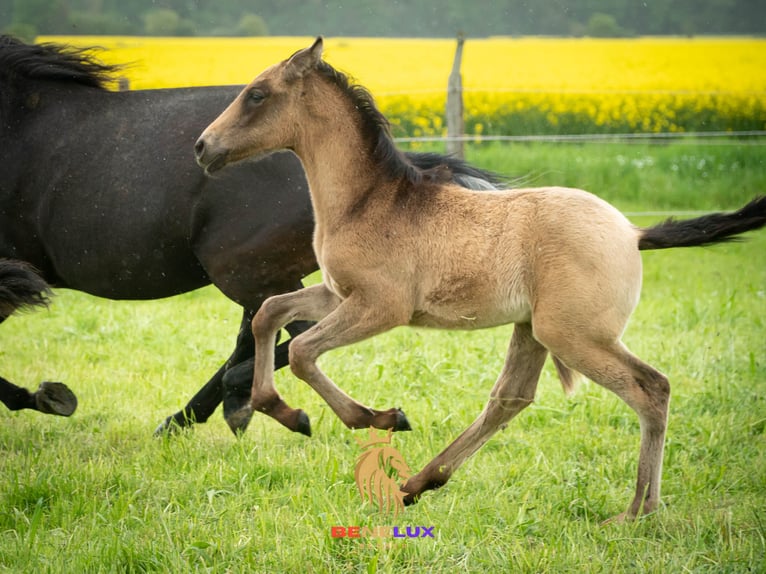 Berber Hengst 2 Jaar 154 cm kan schimmel zijn in Langerwehe