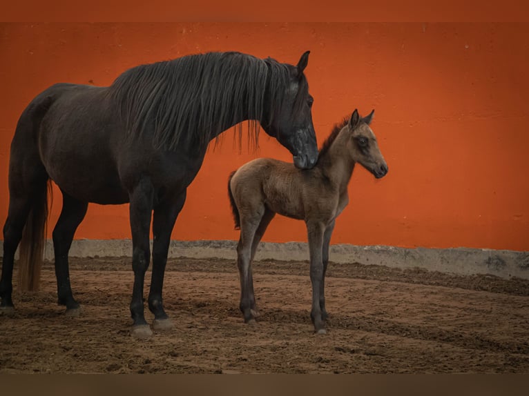 Berber Hengst 2 Jaar 154 cm kan schimmel zijn in Langerwehe