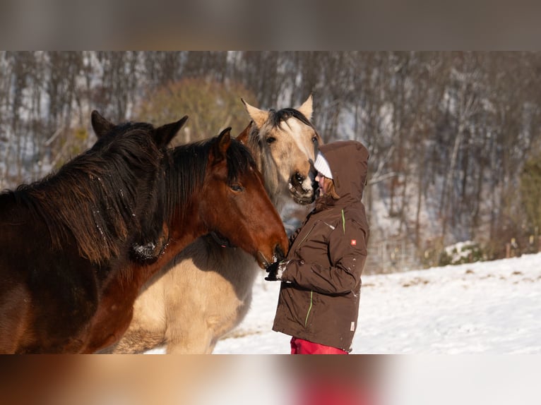 Berber Hengst 2 Jaar 155 cm Buckskin in goe