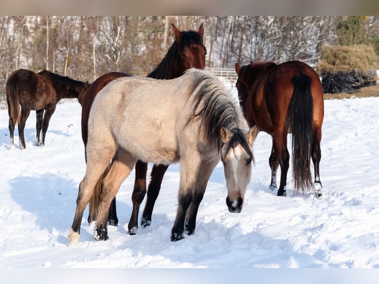 Berber Hengst 2 Jaar 155 cm Buckskin in goe
