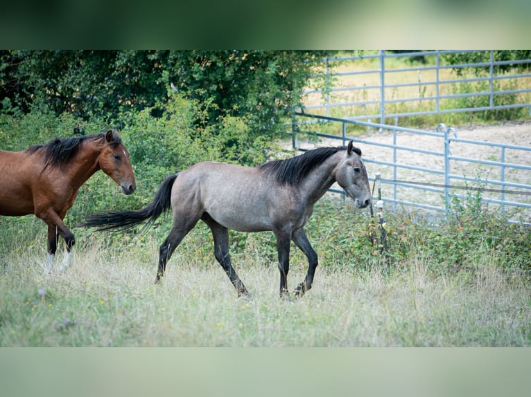 Berber Hengst 2 Jahre 151 cm Fliegenschimmel in Go&#xE9;