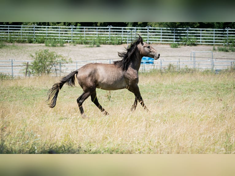 Berber Hengst 2 Jahre 151 cm Fliegenschimmel in Go&#xE9;