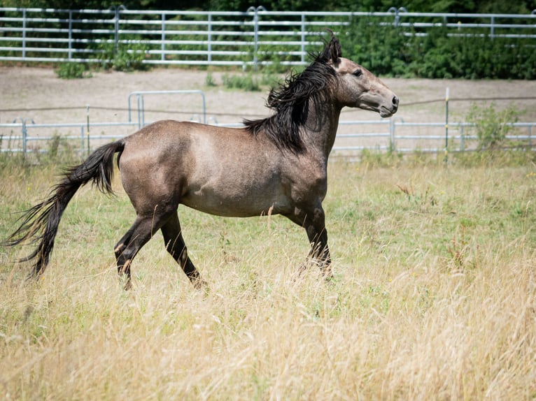 Berber Hengst 2 Jahre 151 cm Fliegenschimmel in Go&#xE9;